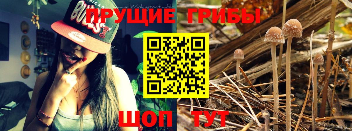 Галлюциногенные грибы Psilocybine cubensis Новороссийск
